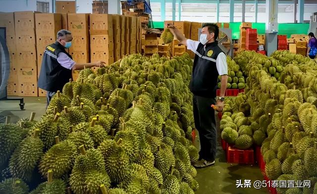 泰國榴蓮批發(fā)市場(chǎng)進(jìn)貨渠道有哪些（泰國榴蓮批發(fā)市場(chǎng)進(jìn)貨渠道圖片）