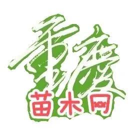 水生植物批發(fā)種植基地在哪里，水生植物批發(fā)種植基地地址？