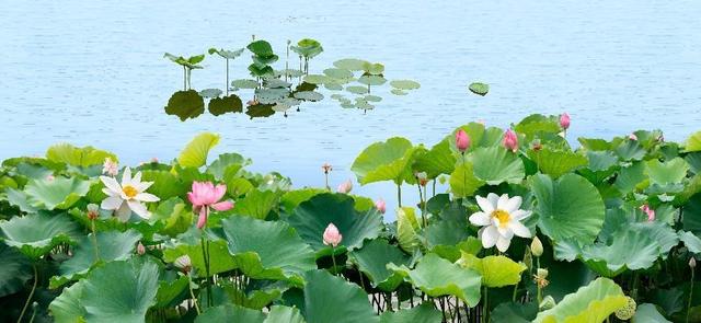 水生植物批發(fā)種植基地，水生植物批發(fā)種植基地成都？