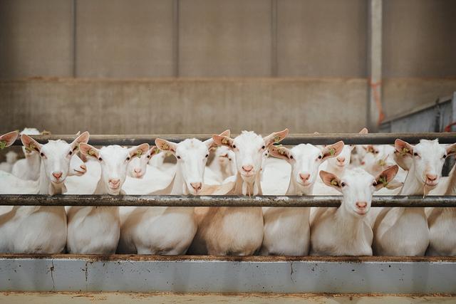 育肥羊飼料批發(fā)廠家，育肥羊飼料批發(fā)廠家電話？