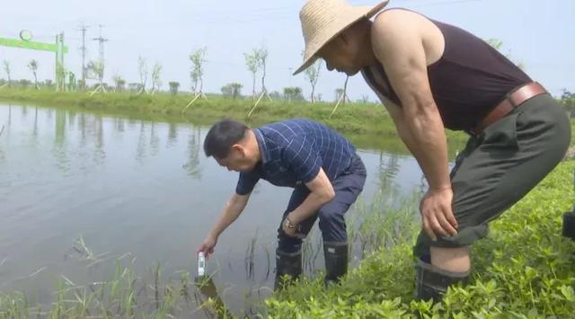 龍蝦苗批發(fā)蝦苗基地，蝦苗批發(fā)價格？