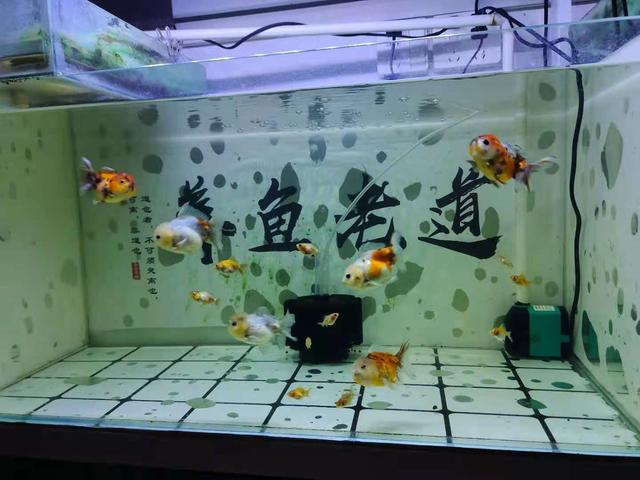 新手開水族店怎么進(jìn)貨視頻講解，新手開水族店怎么進(jìn)貨視頻教學(xué)？