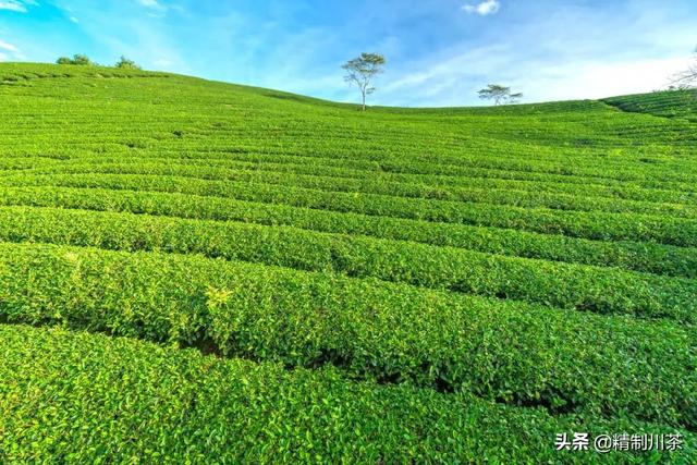 賣茶葉在抖音里算什么領(lǐng)域，抖音茶葉銷售第一？