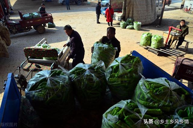 市場(chǎng)賣青菜一天賺多少錢合適，菜市場(chǎng)賣青菜一年能賺多少錢？