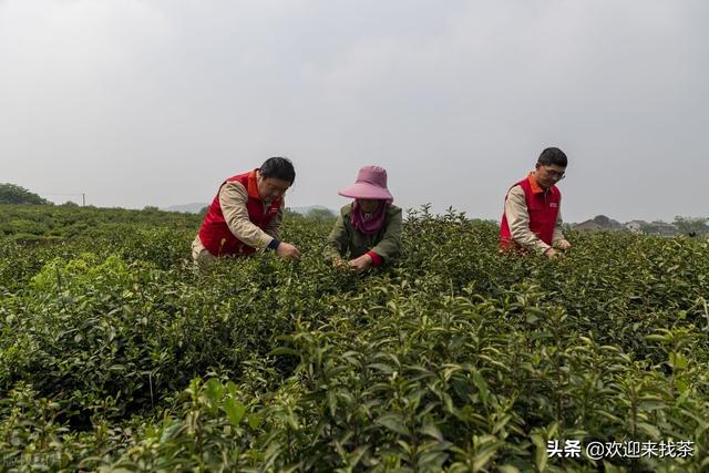 我想開茶葉店貨源怎么找，賣茶葉怎么找客源？