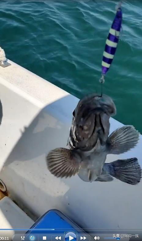 德州釣魚組魚餌怎么樣，德州釣魚組魚餌多少錢？