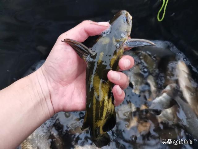 一包顆粒、兩盒蚯蚓，野釣黃辣丁也能爆護(hù)，但方法務(wù)必選對(duì)