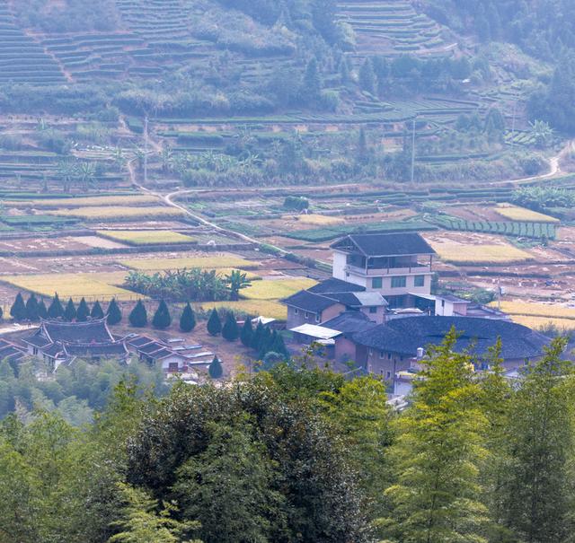 土樓茗茶是什么茶類，福建土樓茗茶是什么茶？