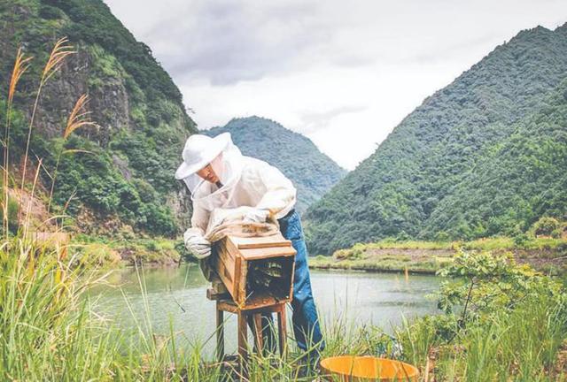 蜂蜜批發(fā)一手貨源，蜂蜜批發(fā)代理？